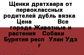 Щенки дратхаара от первоклассных  родителей(дубль вязка) › Цена ­ 22 000 - Все города Животные и растения » Собаки   . Бурятия респ.,Улан-Удэ г.